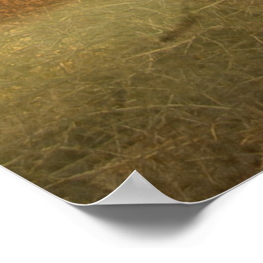 Pudelpointers, jachtfazant poster (Hoek)