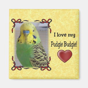 Pudgie Budgie 3 Magneet