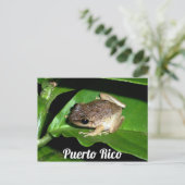 Puerto Rican Coqui Frog Briefkaart (Staand voorkant)