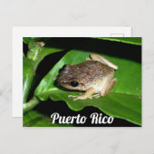 Puerto Rican Coqui Frog Briefkaart (Voorkant / Achterkant)