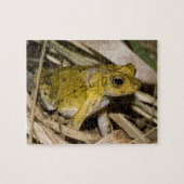 Puerto Rican Crested Toad Legpuzzel (Horizontaal)