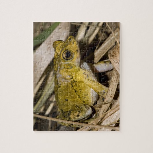 Puerto Rican Crested Toad Legpuzzel (Verticaal)