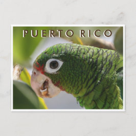 Puerto Rican Parrot Briefkaart