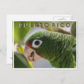 Puerto Rican Parrot Briefkaart (Voorkant / Achterkant)