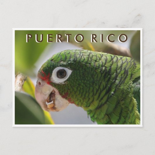 Puerto Rican Parrot Briefkaart (Voorkant)