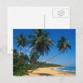 Puerto Rico, Isla Verde, palmbomen. Briefkaart (Voorkant / Achterkant)