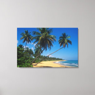 Puerto Rico, Isla Verde, palmbomen. Canvas Afdruk