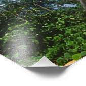 Puerto Rico, Isla Verde, palmbomen. Foto Afdruk (Hoek)