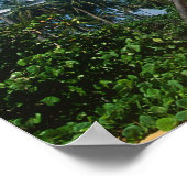 Puerto Rico, Isla Verde, palmbomen. Poster (Hoek)