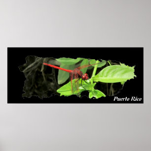 Puerto Rico Island Map Dragonfly Poster