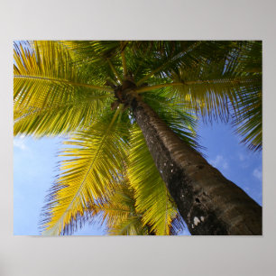 Puerto Rico Palm door RZB Poster
