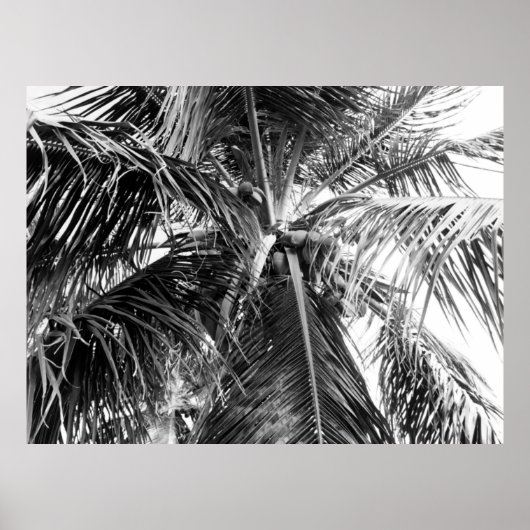 Puerto Rico Palm | POSTER (Voorkant)