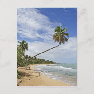 Puerto Rico. Tres Palmitas Beach Puerto Rico Briefkaart