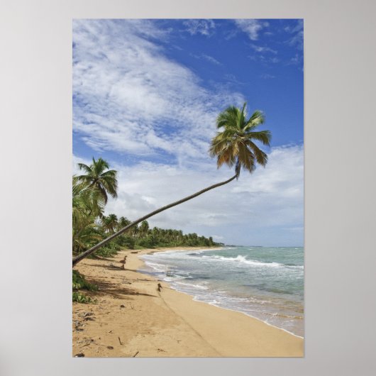 Puerto Rico. Tres Palmitas Beach Puerto Rico Poster (Voorkant)