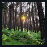 Puesta de Sol en el bosque Perfect Poster<br><div class="desc">Puesta de sol en un bosque de pinos</div>