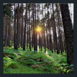 Puesta de Sol en el bosque Perfect Poster<br><div class="desc">Puesta de sol en un bosque de pinos</div>