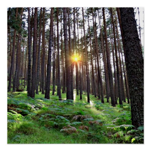 Puesta de Sol en el bosque Perfect Poster (Voorkant)
