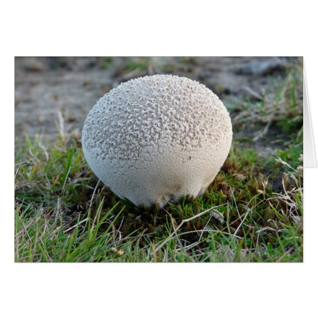 "Puffball" (Voorkant Horizontaal)
