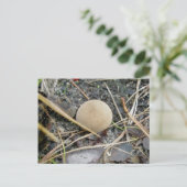 Puffball OBX-Briefkaart Briefkaart (Staand voorkant)