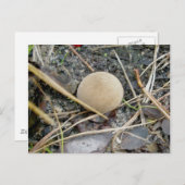 Puffball OBX-Briefkaart Briefkaart (Voorkant / Achterkant)