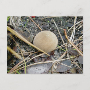 Puffball OBX-Briefkaart Briefkaart