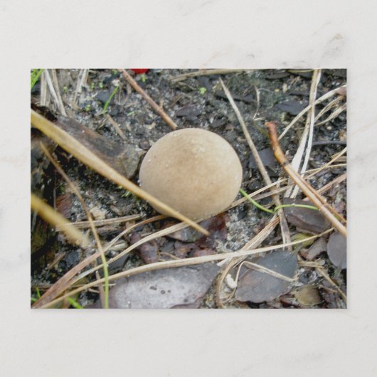 Puffball OBX-Briefkaart Briefkaart (Voorkant)