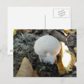 Puffball paddenstoel Briefkaart (Voorkant / Achterkant)