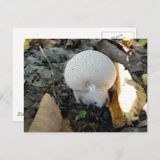 Puffball paddenstoel Briefkaart (Voorkant / Achterkant)