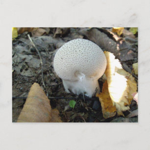 Puffball paddenstoel Briefkaart