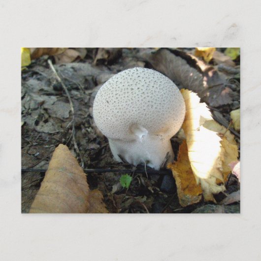 Puffball paddenstoel Briefkaart (Voorkant)