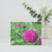 Puffed Zinnia Briefkaart (Staand voorkant)