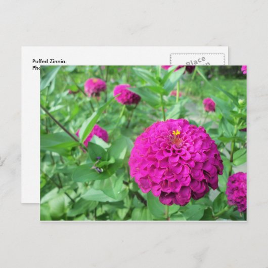 Puffed Zinnia Briefkaart (Voorkant / Achterkant)