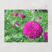 Puffed Zinnia Briefkaart (Voorkant)