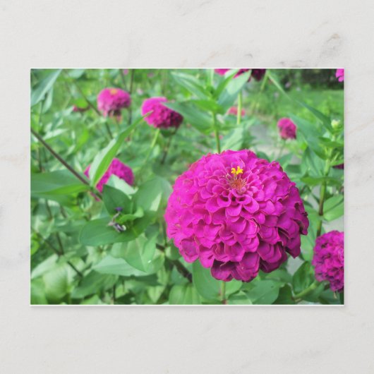 Puffed Zinnia Briefkaart (Voorkant)