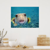 Puffer fish Arothron Hispidus Poster (Keuken)