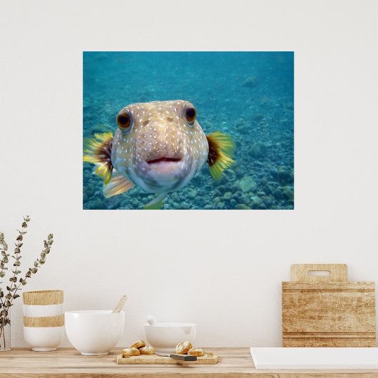 Puffer fish Arothron Hispidus Poster (Keuken)