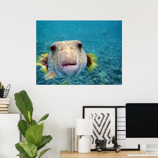 Puffer fish Arothron Hispidus Poster (Thuiskantoor)