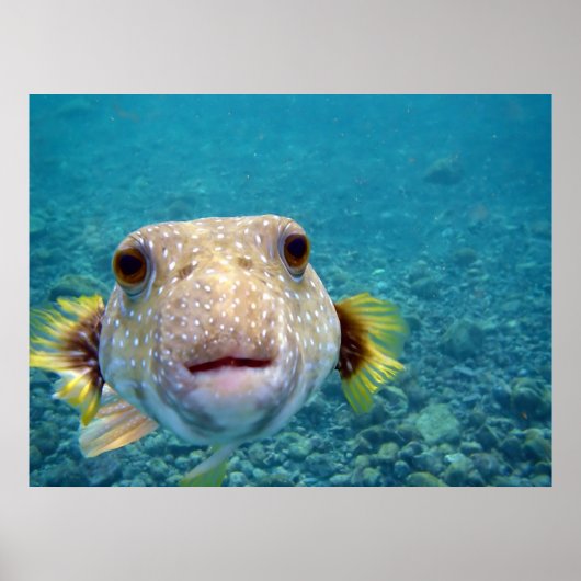 Puffer fish Arothron Hispidus Poster (Voorkant)