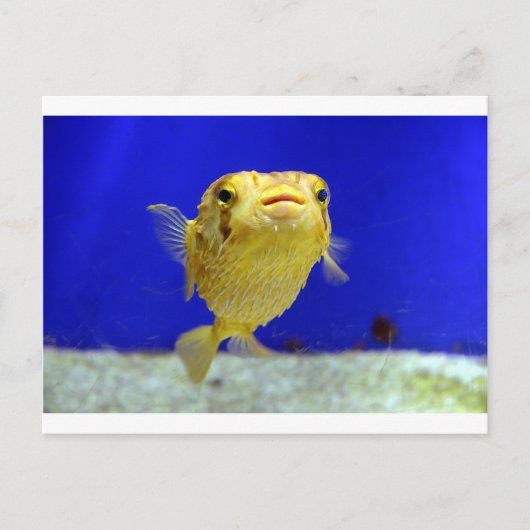 Puffer Fish Briefkaart (Voorkant)