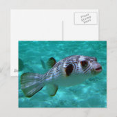 Puffer Fish met pijltjes Briefkaart (Voorkant / Achterkant)
