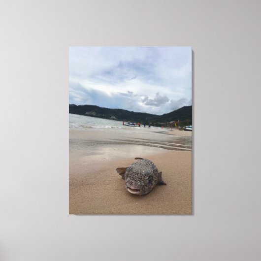 Puffer vis op het strand bij Phuket fotografie Canvas Afdruk (Voorkant)
