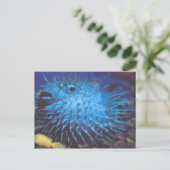 Puffervis Briefkaart (Staand voorkant)