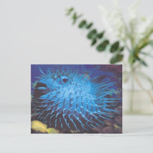 Puffervis Briefkaart (Staand voorkant)