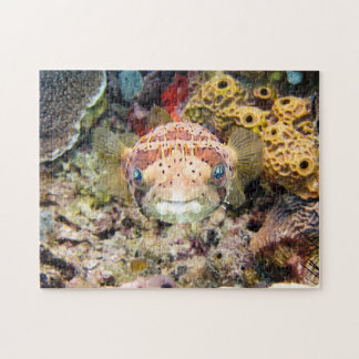 Puffervis Legpuzzel