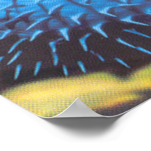 Puffervis Poster (Hoek)