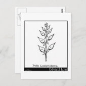 Puffia Leatherbellowsa Briefkaart (Voorkant / Achterkant)