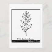 Puffia Leatherbellowsa Briefkaart (Voorkant)