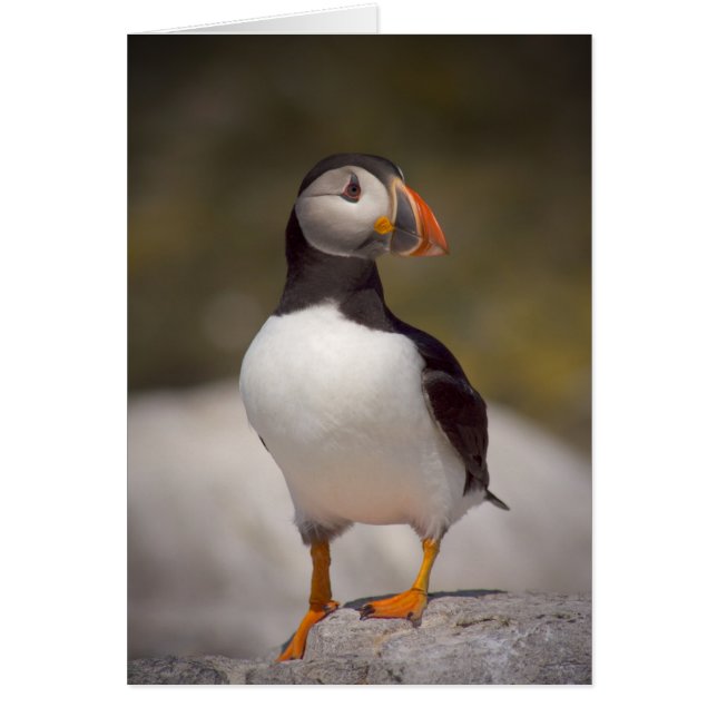Puffin (Voorkant)
