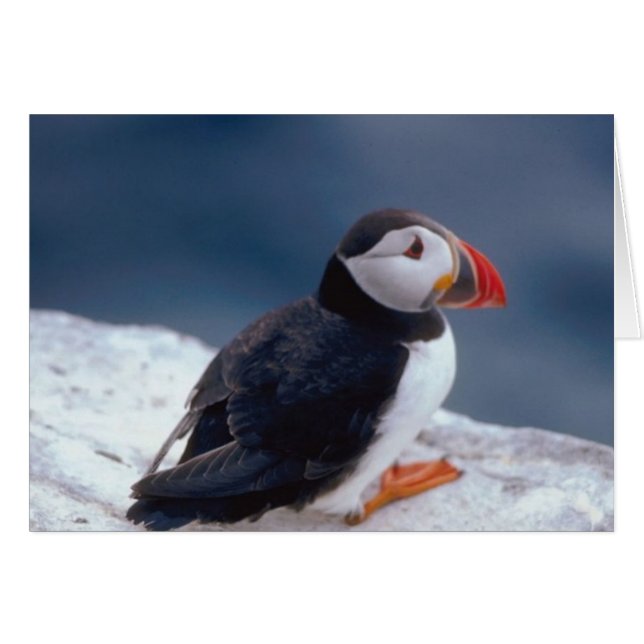 Puffin (Voorkant Horizontaal)