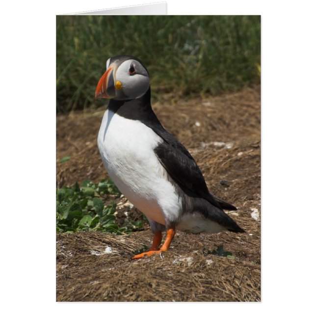 Puffin (Voorkant)